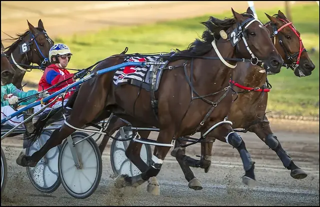 Travheste med sulky på væddeløbsbanen